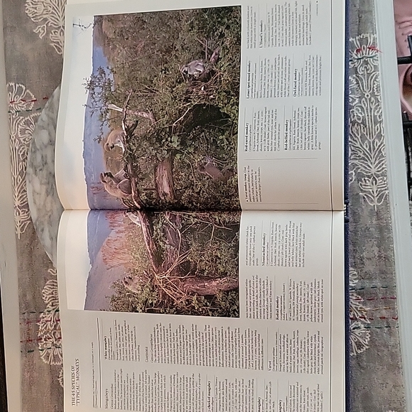 Vintage | 1984 All the World's Animals | Primates Book - Picture 6 of 7